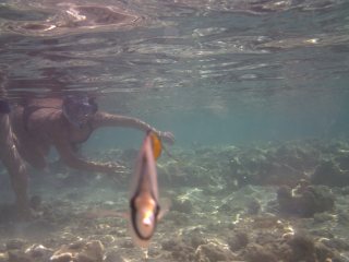 Pesce Farfalla di Fronte tra i bagnanti